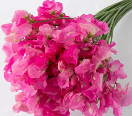 【生花】スイトピー　ローズピンク(ピンク)太陽農園【早締切-22】