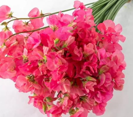 【生花】スイトピー　カリーナ(ピンク)太陽農園【早締切-22】