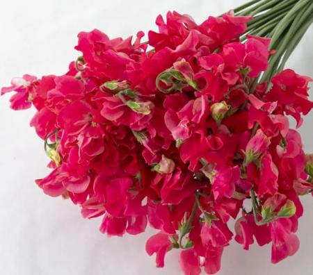 【生花】スイトピー　スカーレット(赤)太陽農園【早締切-22】