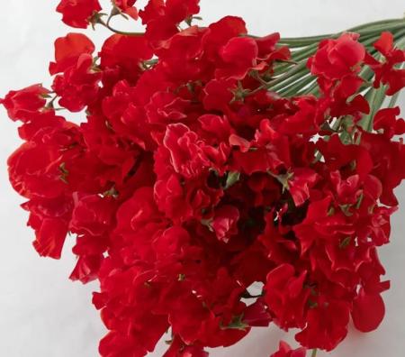 【生花】スイトピー　アカープ(赤)太陽農園【早締切-22】