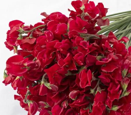 【生花】スイトピー　ムジカクリムゾン(赤)太陽農園【早締切-22】