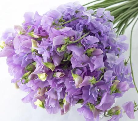 【生花】スイトピー　ラベンダー(紫)太陽農園【早締切-22】