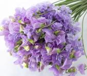 ※販売期間外※【直前】スイトピー　ラベンダー（紫）太陽農園