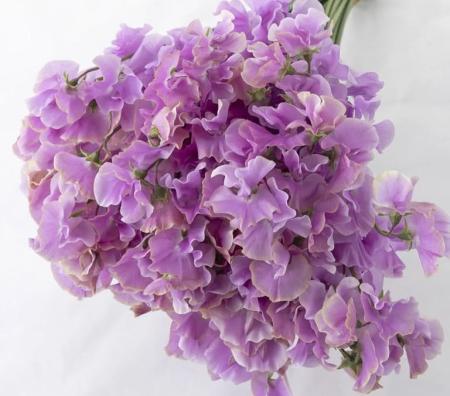 【生花】スイトピー　グレース(紫)太陽農園【早締切-22】