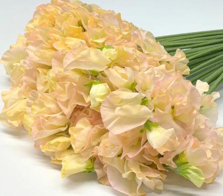 【生花】スイトピー　ソフトイエロー(染め)太陽農園【早締切-22】