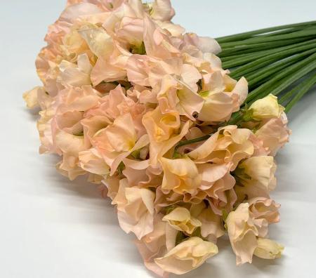 【生花】スイトピー　ソフトオレンジ(染め)太陽農園【早締切-22】