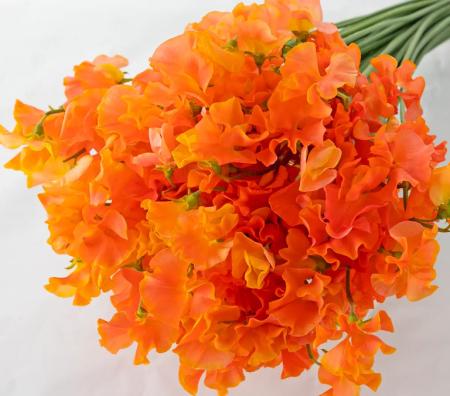 【生花】スイトピー　アプリコットオレンジ(染め)太陽農園【早締切-22】