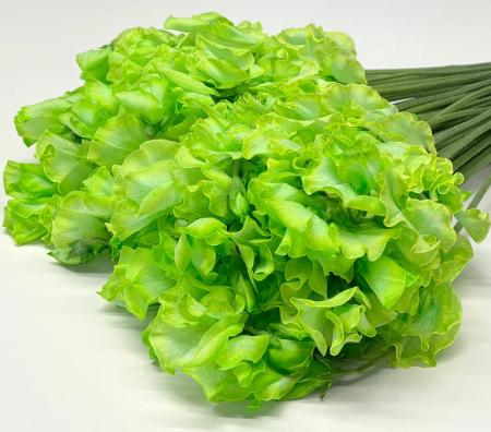 【生花】スイトピー　グリーン(染め)太陽農園【早締切-22】