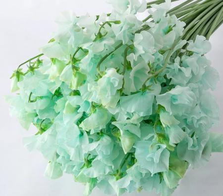 【生花】スイトピー　ミント(染め)太陽農園【早締切-22】