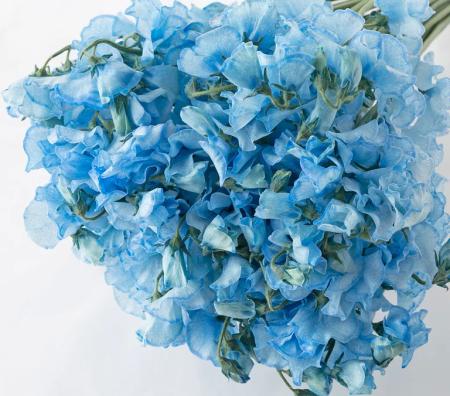 【生花】スイトピー　ロイヤルブルー (薄め)(染め)太陽農園【早締切-22】