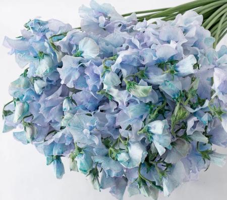 【生花】スイトピー　ラベンダーブルー(染め)太陽農園【早締切-22】