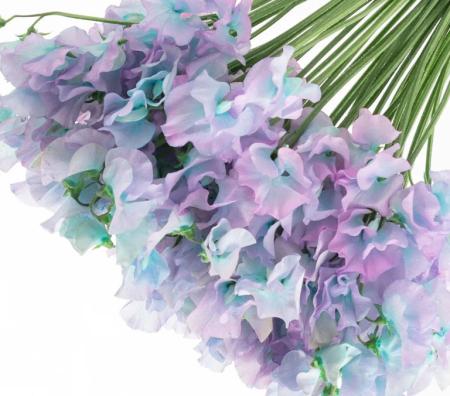 【生花】スイトピー　あじさい(染め)太陽農園【早締切-22】