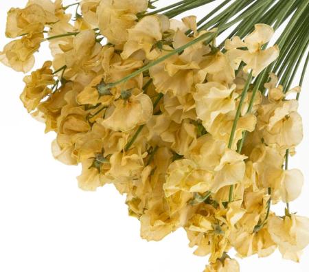 【生花】スイトピー　サンライトブラウン(薄め)(染め)太陽農園【早締切-22】