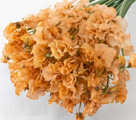 【生花】スイトピー　サンモカ(染め)太陽農園【早締切-22】