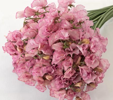 【生花】スイトピー　サンロゼ(染め)太陽農園【早締切-22】