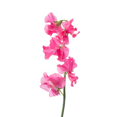 【08直前FJ】スイトピー　ローズクイーン　曽根花園芸【FJ】