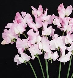 【08直前FJ】スイトピー　春かなピンク　曽根花園芸【FJ】