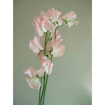 生花 ハーフロット スイトピー 淡いピンク Ita 通販 はなどんやアソシエ 生花 ハーフロット スイトピー 淡いピンク Ita 通販 はなどんやアソシエ