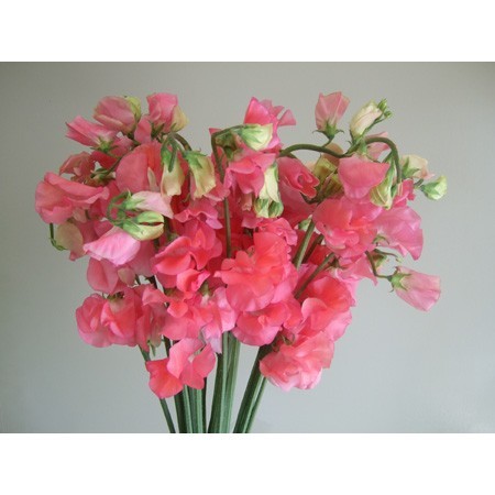 生花 ハーフロット スイトピー ダイアナ 濃いめピンク 通販 はなどんやアソシエ 生花 ハーフロット スイトピー ダイアナ 濃いめピンク 通販 はなどんやアソシエ