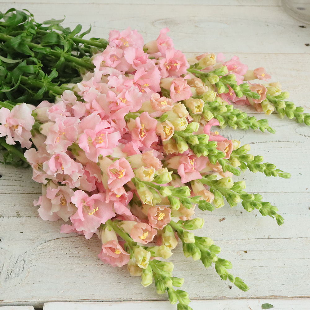 生花 スナップ ピンク 60cm Or 3 通販 はなどんやアソシエ 生花 スナップ ピンク 60cm Or 3 通販 はなどんやアソシエ