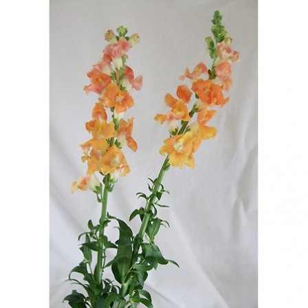 直前 スナップ オレンジ 60センチ 生花 通販 はなどんやアソシエ 直前 スナップ オレンジ 60センチ 生花 通販 はなどんやアソシエ