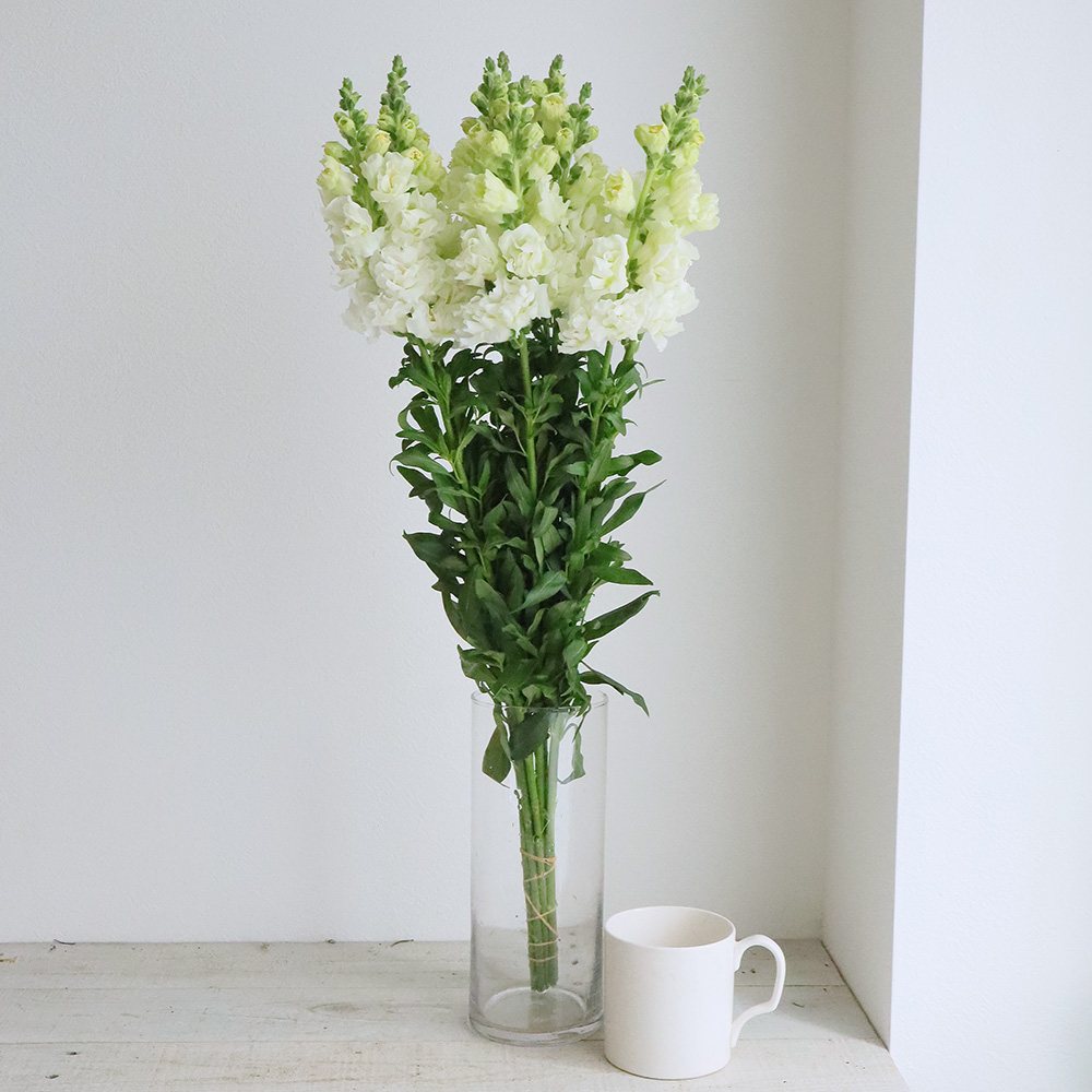 直前 スナップ 白 60cm 生花 通販 はなどんやアソシエ 直前 スナップ 白 60cm 生花 通販 はなどんやアソシエ