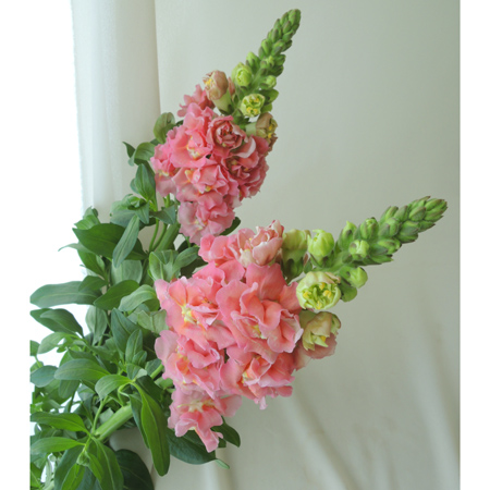 【生花】フラワーガーデン寺尾　八重咲きスナップ　サーモンピンク