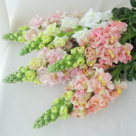 生花】フラワーガーデン寺尾 八重咲きスナップ ミックス - 花材