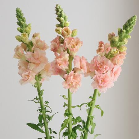 【生花】金井園芸　スナップ 　フェスタ サクラピンク(八重ピンク)　70cm【IT-22】