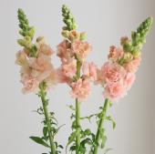 【生花】金井園芸　スナップ 　フェスタ サクラピンク（八重ピンク）　70ｃｍ【IT-22】