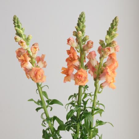 【生花】金井園芸　スナップ 　フェスタオレンジ(八重橙)　70cm【IT-22】