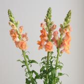 【生花】金井園芸　スナップ 　フェスタオレンジ（八重橙）　70ｃｍ【IT-22】