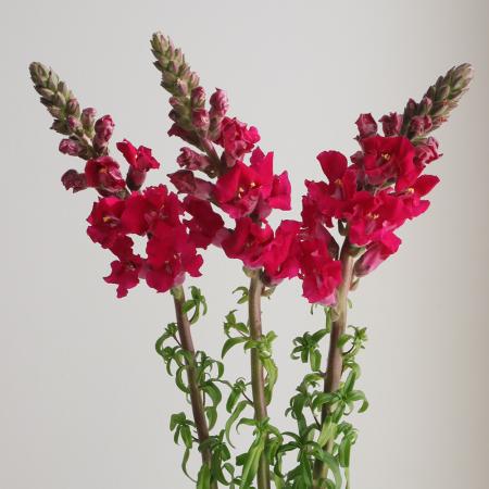 【生花】金井園芸　スナップ 　トロピコパープル(ワイン系)　70cm【IT-22】