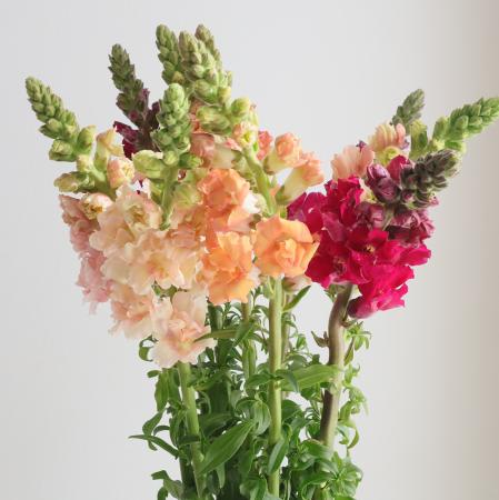 【生花】金井園芸　スナップ おまかせ3色ミックス　70cm【IT-22】