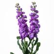【生花】1本立ちストック (うす紫) アイアンマリン【OR-5】