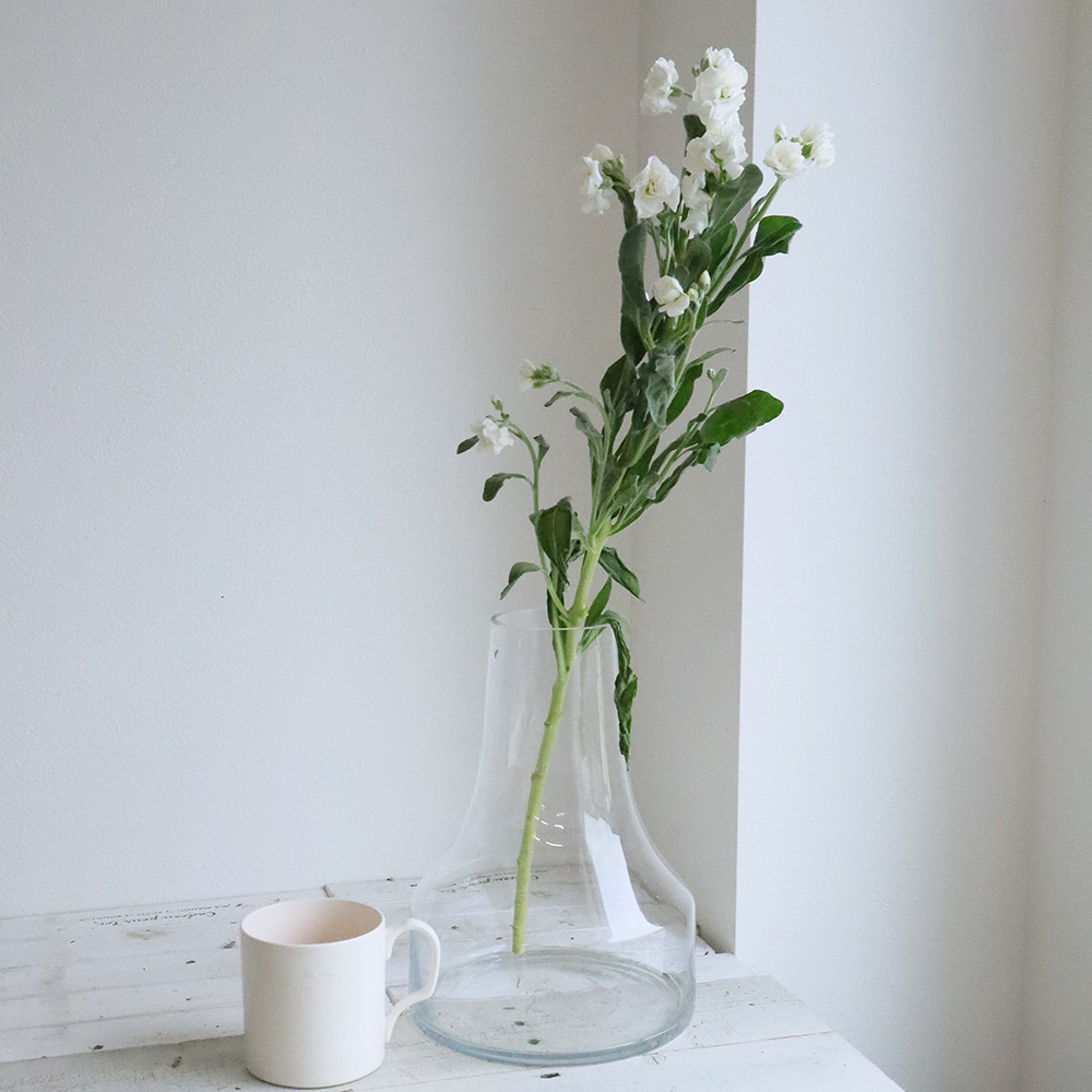 白 ストック 花 白 ストック 花