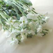 生花】スプレーストック〔白〕可憐な一重咲き!今週のオトク☆ - 花材