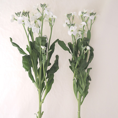 直前1128 スプレーストック 白 可憐な一重咲き 今週のオトク 通販 はなどんやアソシエ 直前1128 スプレーストック 白 可憐な一重咲き 今週のオトク 通販 はなどんやアソシエ