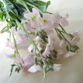 スプレーストック切り花　八重咲　３０本 生花】スプレーストック〔淡いピンク〕可憐な一重咲き!今週のオトク