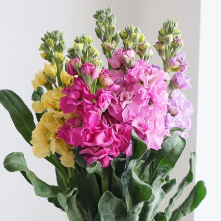 【生花】八重咲き1本立ちストック　おまかせミックス　そう花園　50cm程度【SUP-54】※木金お届けなし