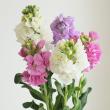 【生花】八重咲き1本立ちストック　おまかせミックス　そう花園　50cm程度【SUP-54】※木金お届けなし