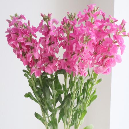 【直前】一重咲きストック(くっきりめピンク/1本立ち)アイアンディープピンク