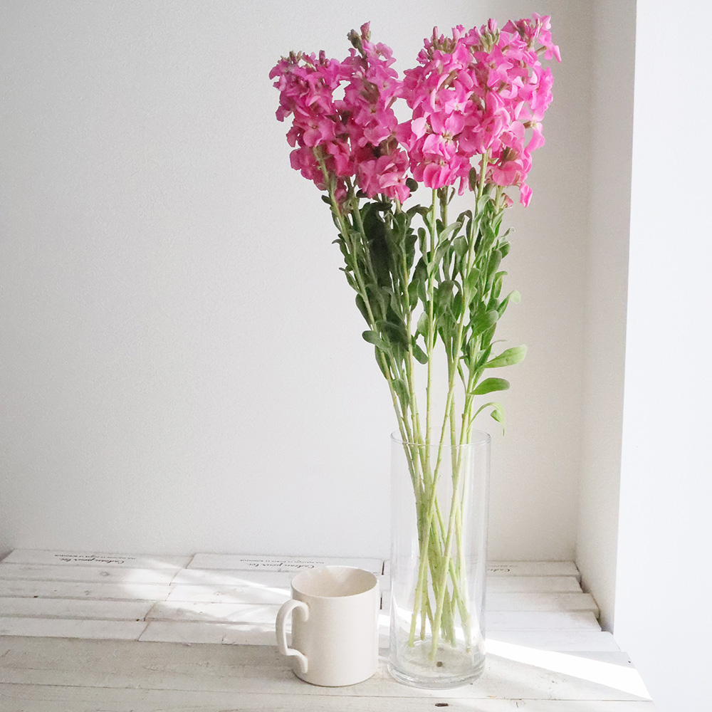 直前】一重咲きストック(くっきりめピンク/1本立ち)アイアンディープ