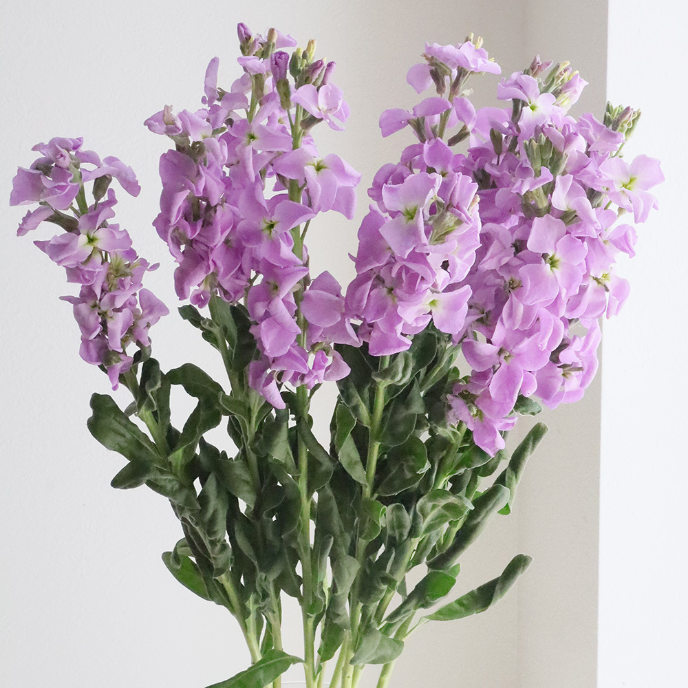 生花】一重咲きストック(うす紫/1本立ち)アイアンマリン - 花材通販は