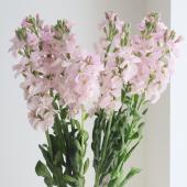 生花】一重咲きストック(淡いピンク/1本立ち)アイアンチェリー - 花材