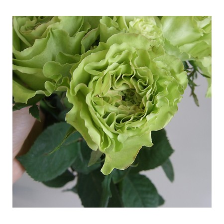 生花 直前 バラ スーパーグリーン フリル咲きグリーン 通販 はなどんやアソシエ 生花 直前 バラ スーパーグリーン フリル咲きグリーン 通販 はなどんやアソシエ