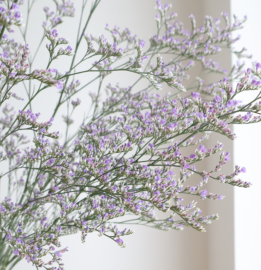 生花 ブルーファンタジー 紫 70cm程度 Ot 通販 はなどんやアソシエ 生花 ブルーファンタジー 紫 70cm程度 Ot 通販 はなどんやアソシエ