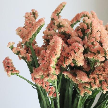 【生花】スターチス<70cm>(オレンジ系)アネーロオレンジなど　【OT】