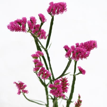 直前 スターチス ピンク 60cm程度 濃淡おまかせ 生花 通販 はなどんやアソシエ 直前 スターチス ピンク 60cm程度 濃淡おまかせ 生花 通販 はなどんやアソシエ