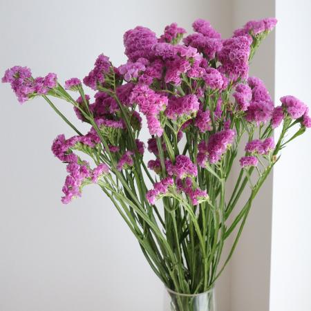 【生花】スターチス<70cm>(ピンク) フェアリーピンクなど【OT】